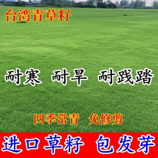 台湾2号草坪草籽细叶结缕草草皮种子矮生四季青草种台湾草孑庭院