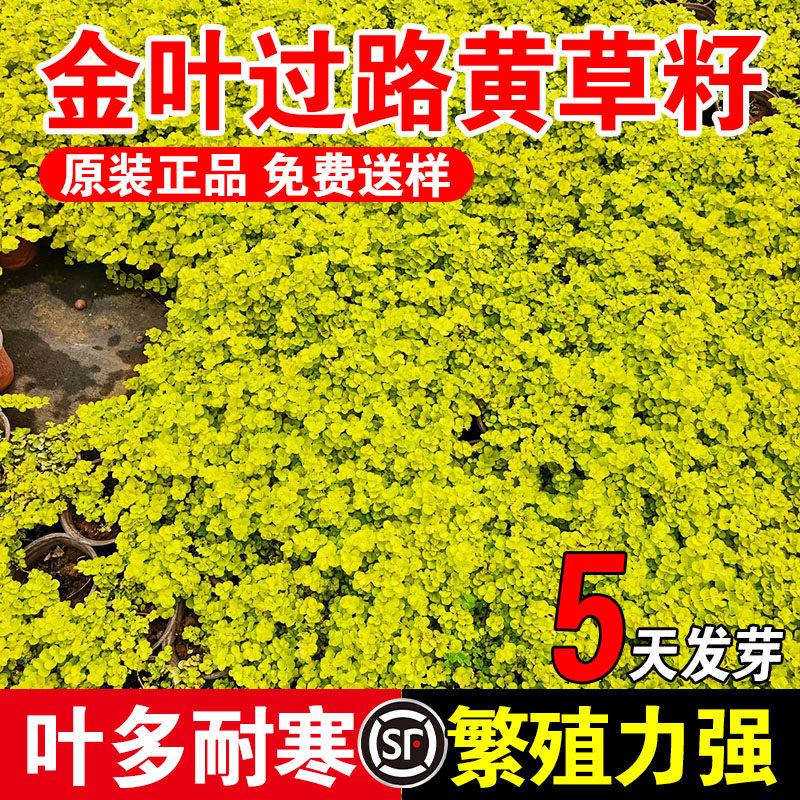 金叶过路黄草籽中华景天种子常绿观叶植物佛甲草种子黄金串吊兰