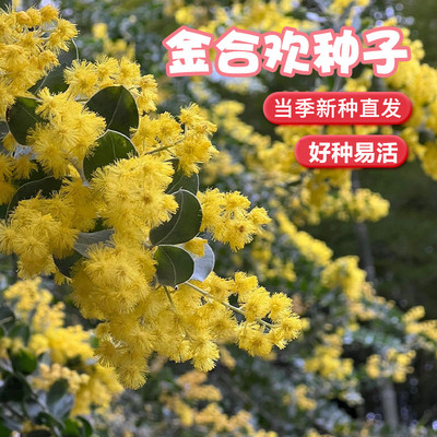 金合欢种子合欢树种子