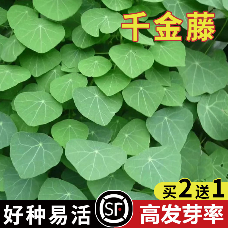 千金藤滕种子籽金线吊乌龟公老鼠