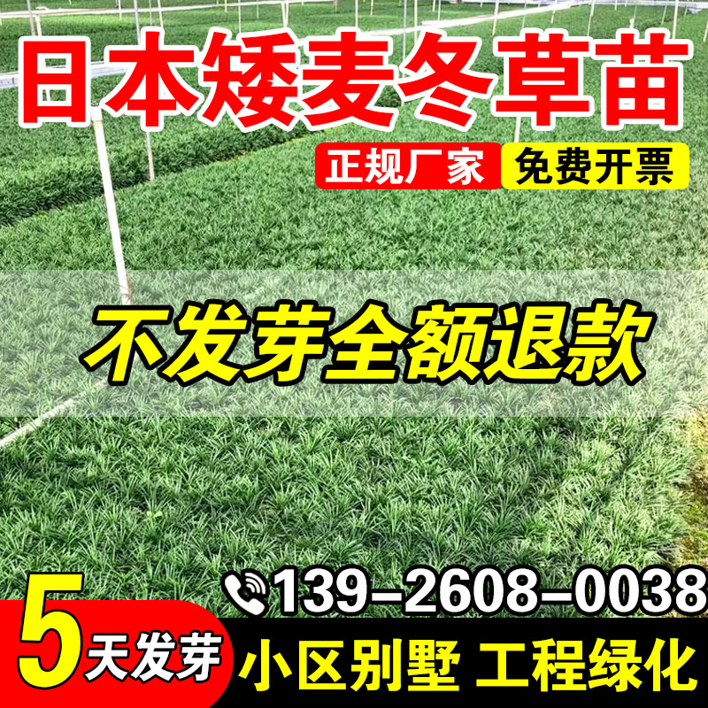 日本矮麦冬草苗四季常青玉龙草
