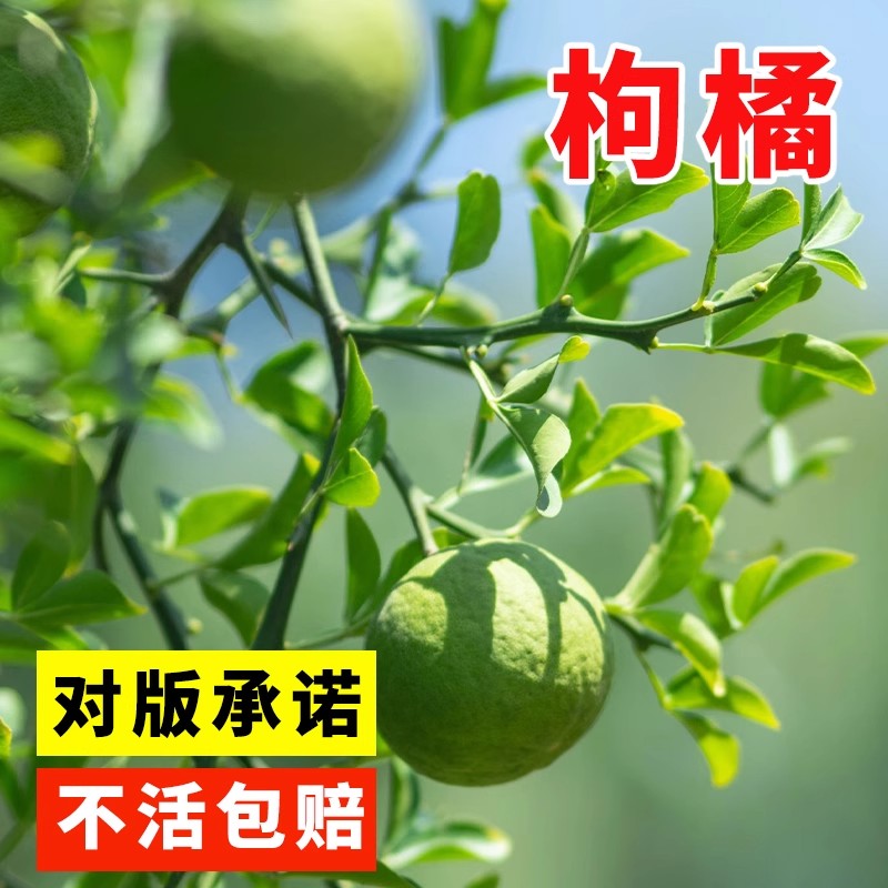 枸橘种子铁篱寨臭橘枸橘李枳实橘红臭杞枸棘子钢橘子臭刺积壳种籽