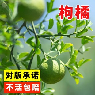 枸橘种子铁篱寨臭橘枸橘李枳实橘红臭杞枸棘子钢橘子臭刺积壳种籽