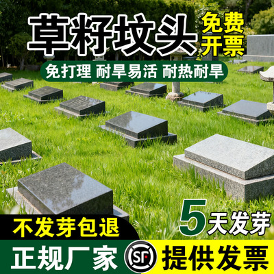 坟头清明多年生绿化草籽