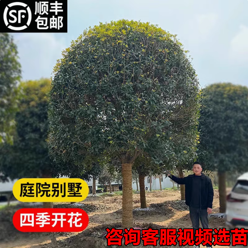 金桂花树大室外别墅庭院阳