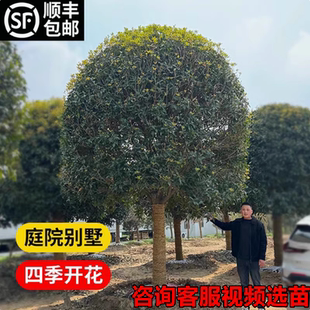 金桂桂花树大树室外别墅庭院阳台地栽南北方种植耐寒树苗四季常青