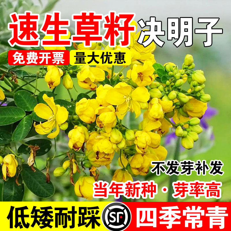 速生草籽耐旱耐贫瘠灌木草籽荒山边坡工程绿化生态修复决明种籽
