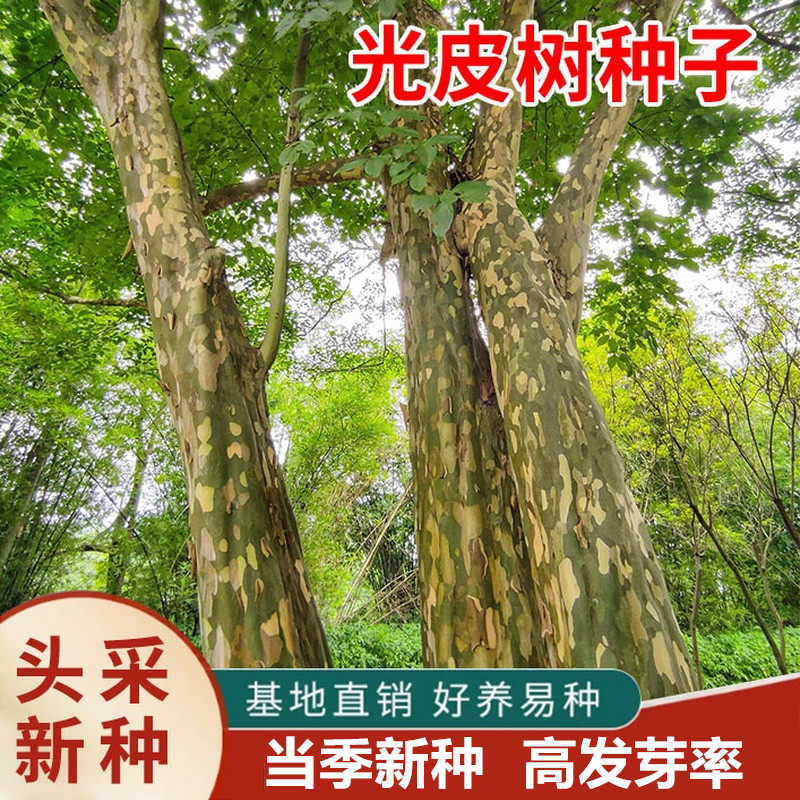 当季新种光皮梾木种子油料植物油脂食用绿肥绿化树斑皮抽水树
