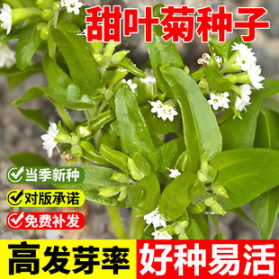 甜叶菊种子甜菊香草 甜菊叶花草茶 阳台花卉四季播种蔬菜种籽