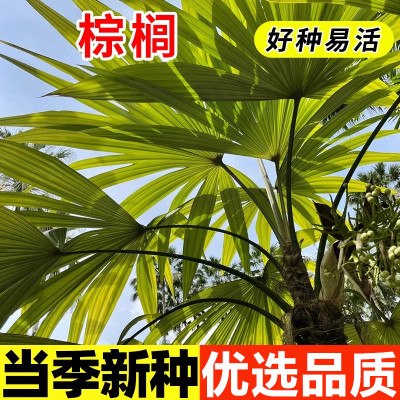 棕榈种种籽山棕树唐棕榈