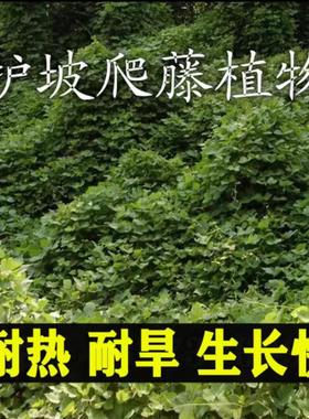 葛藤种籽爬山虎大花牵牛花油麻藤边坡矿区绿化护坡爬藤植物草籽孑