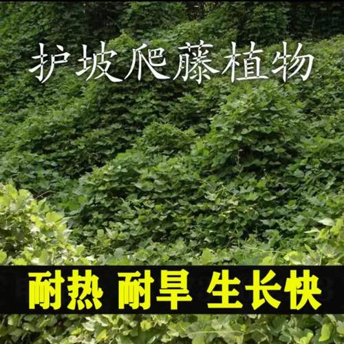 葛藤种籽爬山虎大花牵牛油