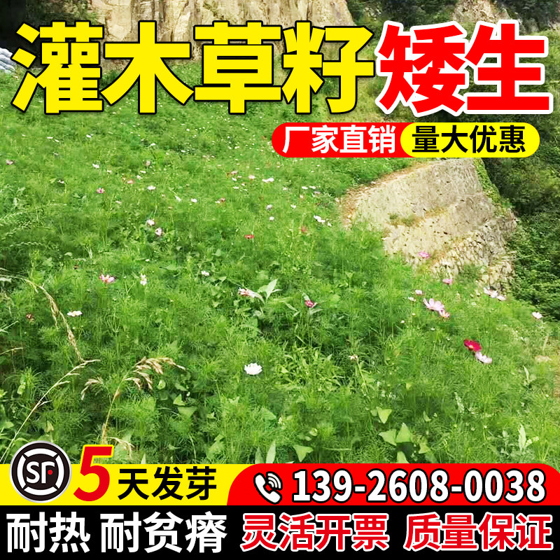 灌木草籽矮生组合草种子猪屎豆复绿银合欢灌木