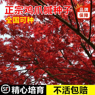 原生小叶鸡爪枫种子庭院风景树鸡爪槭种子四季常青绿化苗木