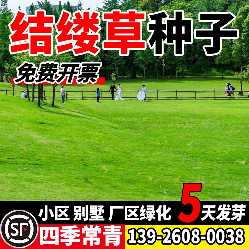 结缕草草籽庭院草籽细叶中华结缕草草籽四季青矮生耐践踏民宿露营
