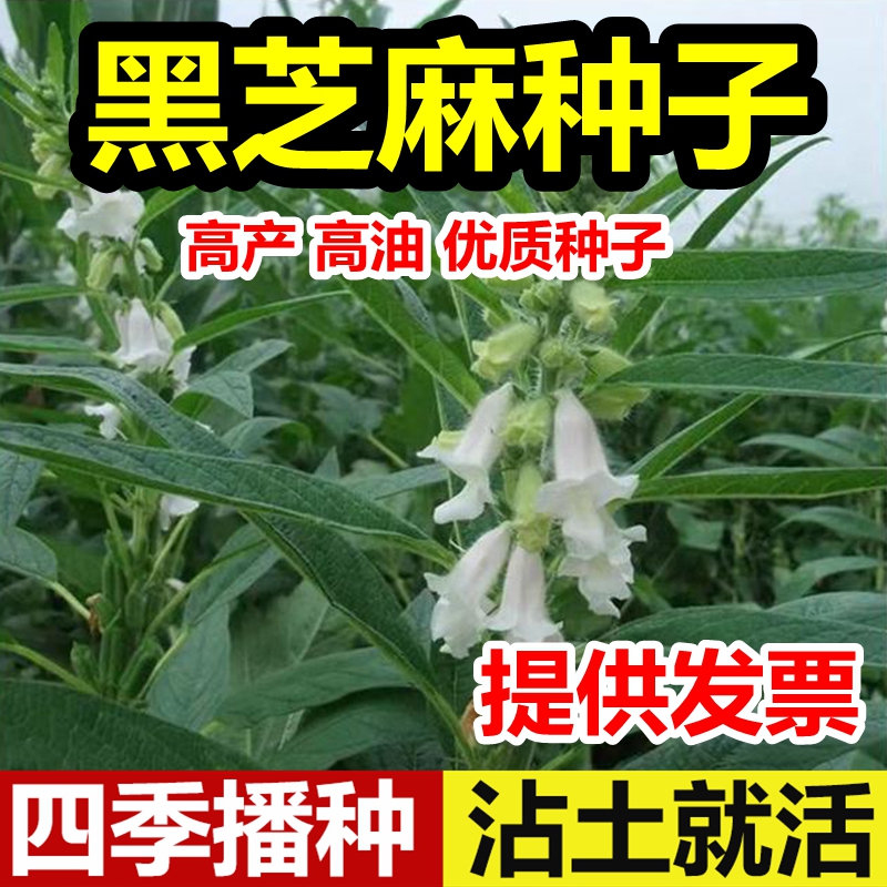 黑芝麻种子籽五谷杂粮种子 黑色保健食品 好种 全国通用型