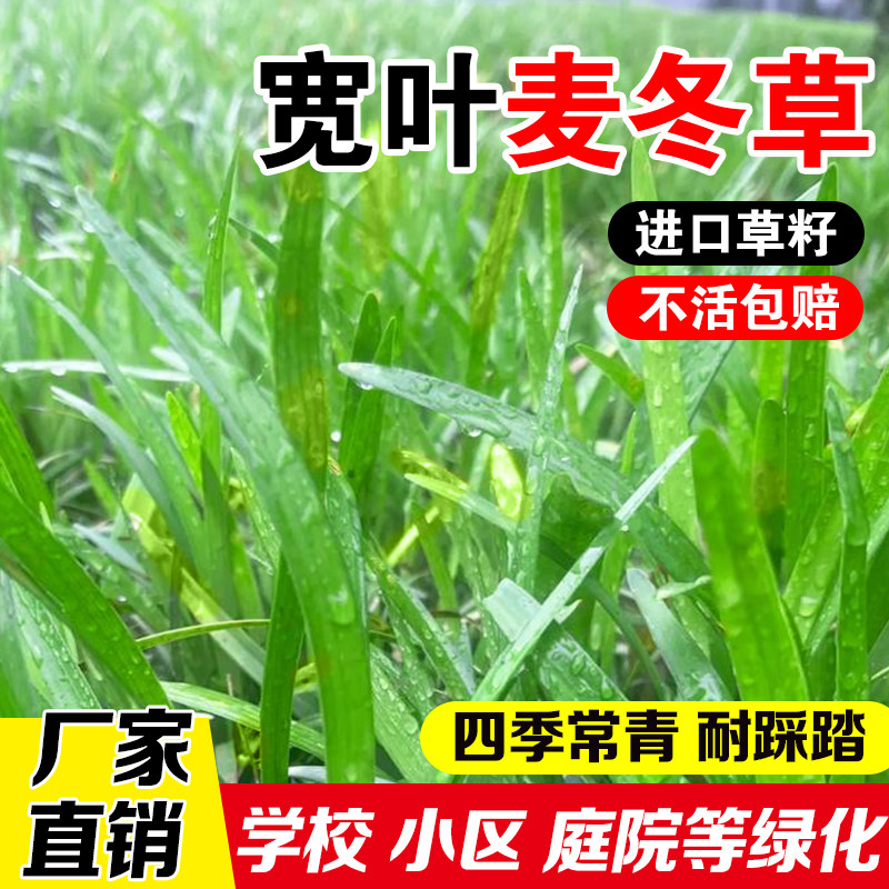 宽叶麦冬草玉龙草日本矮麦冬草种籽细叶麦冬庭院绿化种子