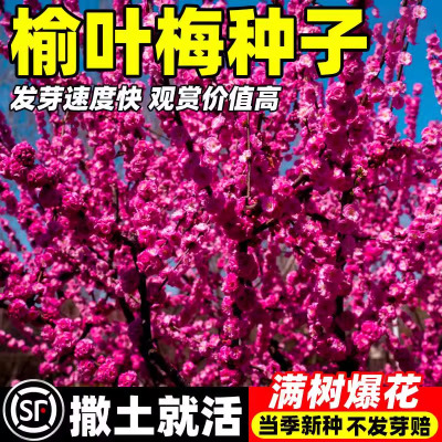 榆叶梅种子重瓣小桃红籽易