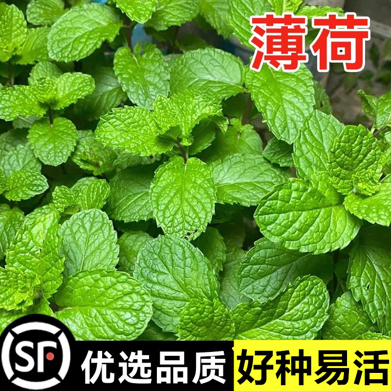薄荷种籽子食用薄荷盆栽驱蚊图片