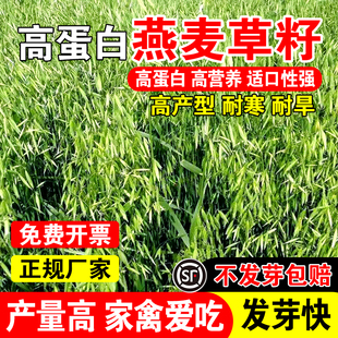 燕麦草籽四季耐寒饲用牧草种籽畜牧养殖猪牛羊鸡鸭鹅草