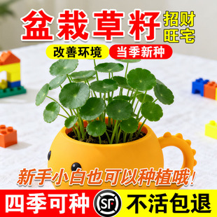 绿植草籽水培土培鱼缸造景水草植物花卉四季播种开花植物