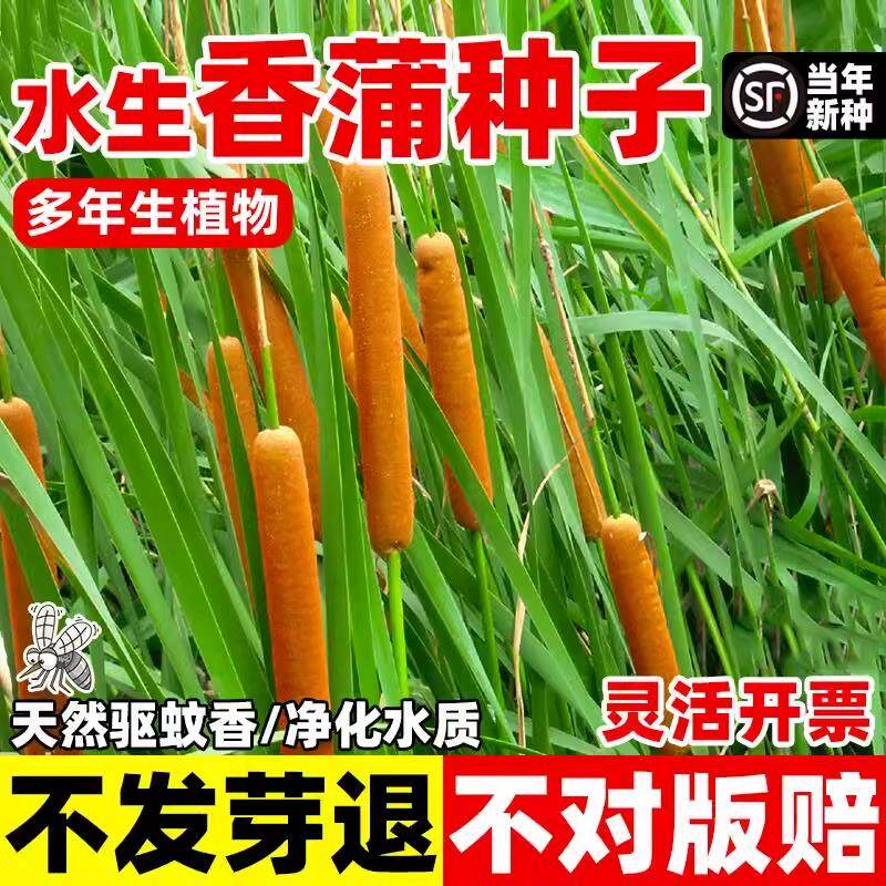 香蒲种子多年生水蜡烛种籽造景观赏环境绿化水生植物东方香蒲草籽