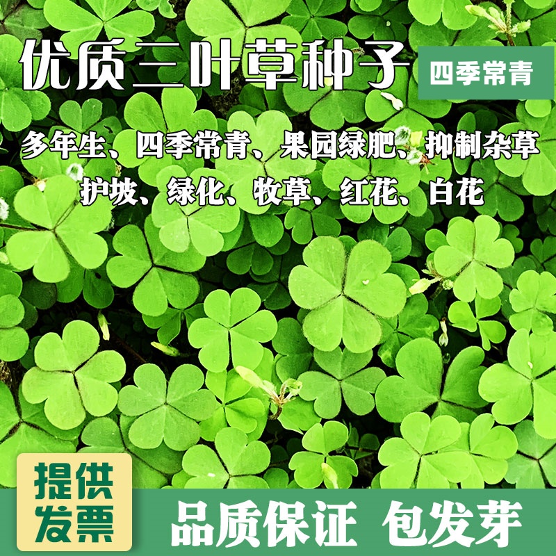 进口三叶草种子四幸运季常