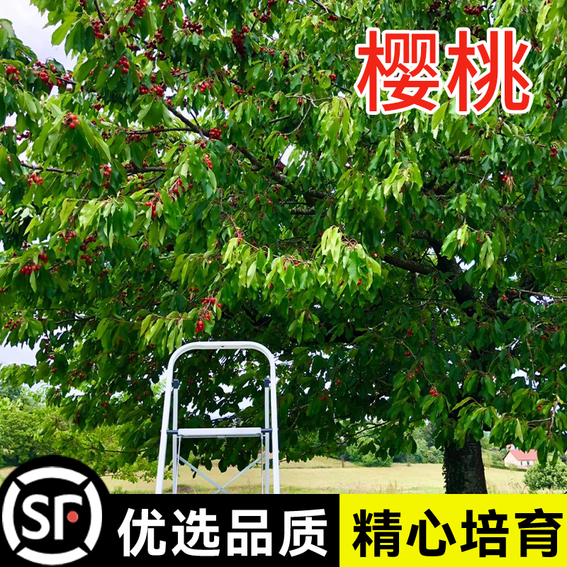 正宗大青叶樱桃种子嫁接砧木