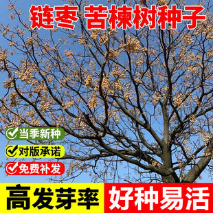 新采苦楝树种子 苦楝种子 楝树紫花树种子楝枣种子苦楝子种籽包邮