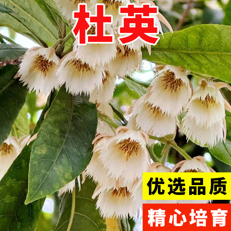 杜英树种子小叶杜英种子大叶杜英种子林木种子杜英种籽