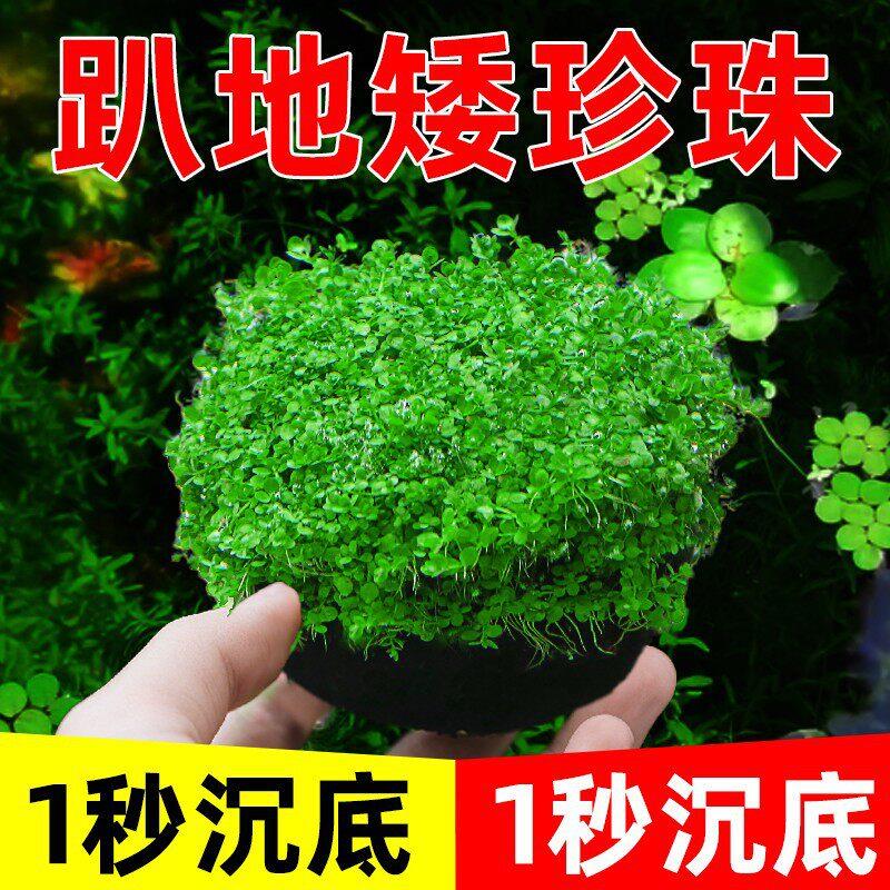水草鱼缸造景摆件莫斯植物爬地矮珍珠趴地氧珍珠水族箱淡水