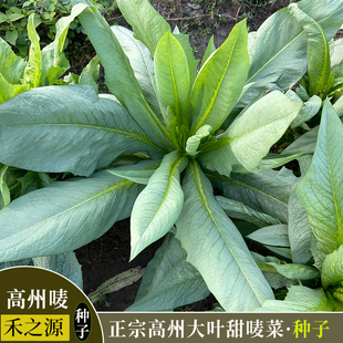 高州唛菜种子尖叶高产大叶甜麦菜当季蔬菜种子软口甘甜蔬菜种子