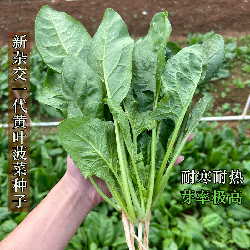 杂交一代黄叶菠菜种子耐寒耐热