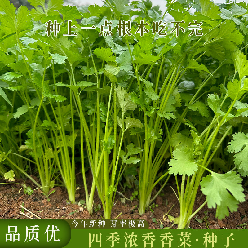 四季速生香菜种子耐寒耐热易种植