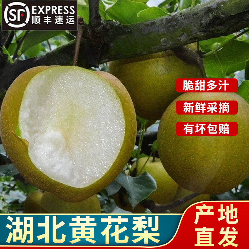 发顺丰湖北新鲜黄花梨 2026现摘黄皮梨子黄沙梨脆甜雪梨时令水果