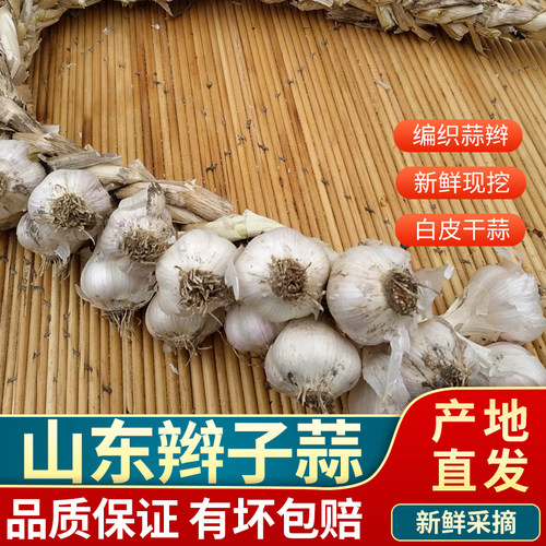 山东蒜辫子 农家手工编织蒜串干蒜辫子蒜可装饰可食用真大蒜