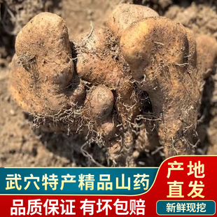 湖北武穴山药5斤装 新鲜现挖佛手山药百元梅川佛掌佛手山药粉糯