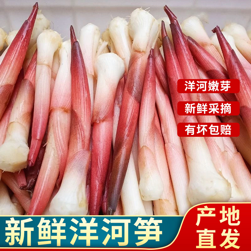 新鲜湖北洋河笋 2斤2026现挖鲜香脆嫩洋河笋洋藿笋春笋时令蔬菜