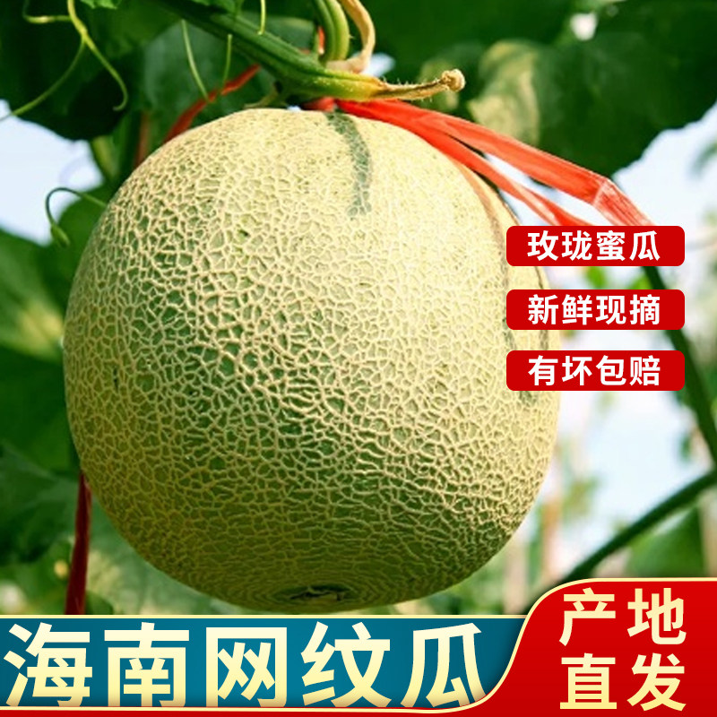 海南正宗网纹蜜瓜9斤装 新鲜现摘玫珑哈密瓜 当季玲珑冰淇淋奶香