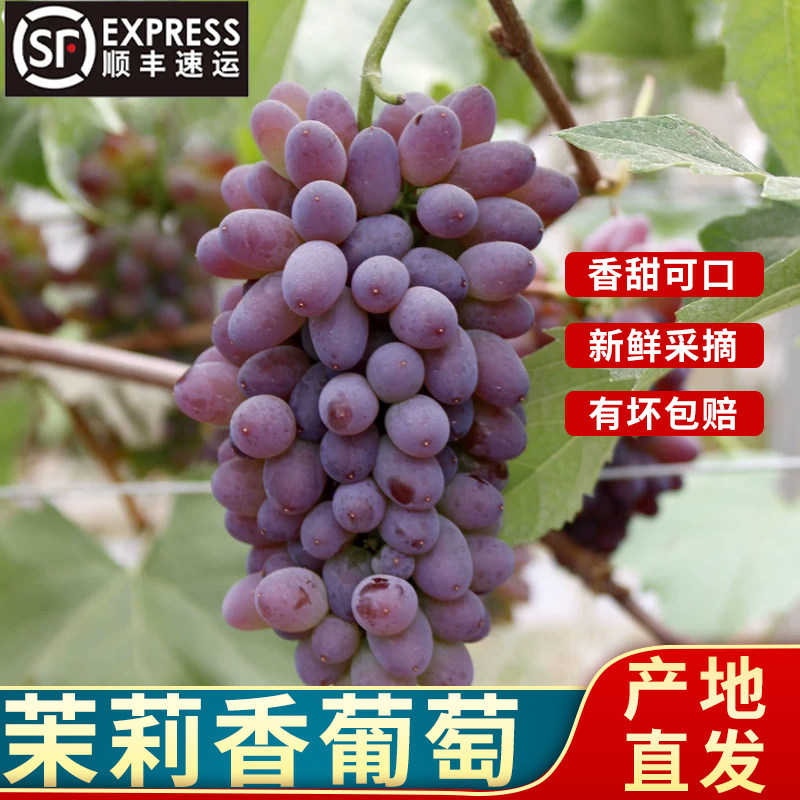 顺丰到家正宗云南茉莉香葡萄 当季采摘花香茉莉香无籽提子水果