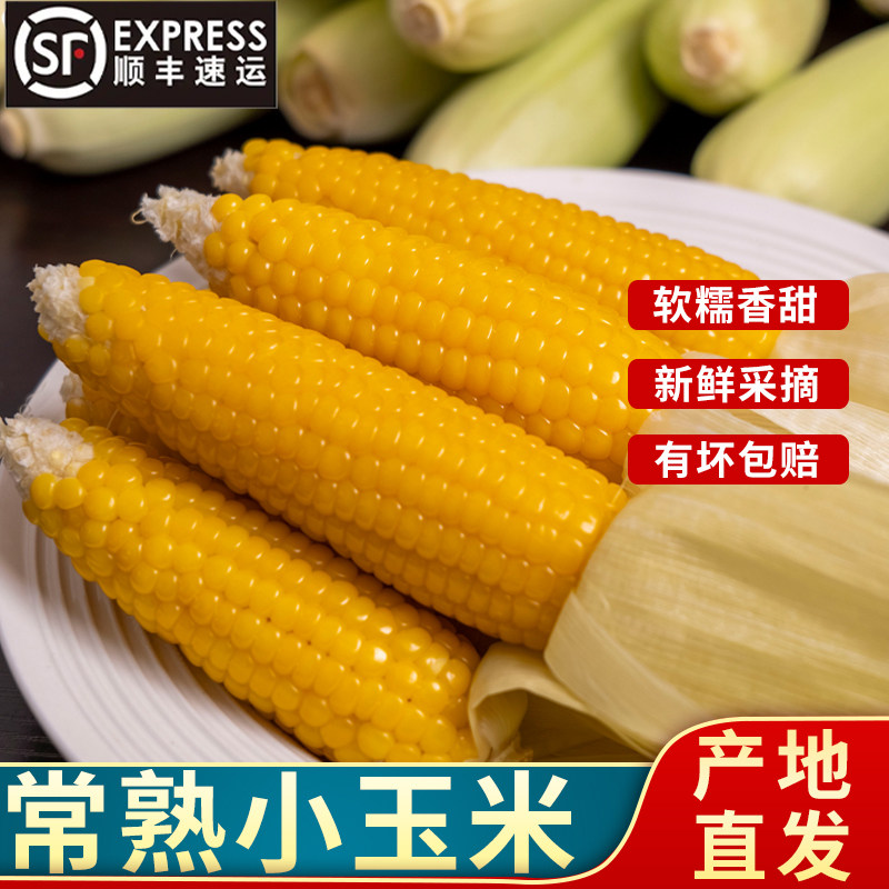 常熟董浜小玉米迷你黄金小玉米新鲜软糯香甜农家现摘头茬带皮玉米