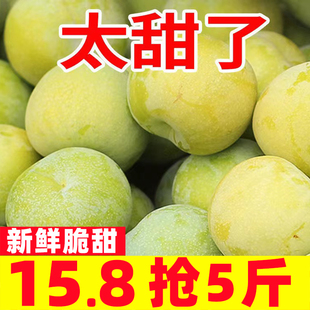 脆红李子新鲜水果当季珍珠青红脆四川脱骨脆李红脆李9斤包邮