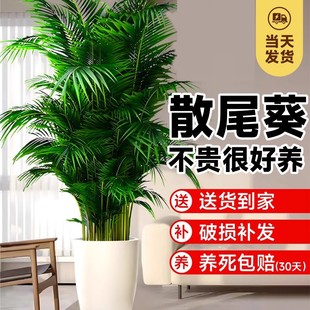 散尾葵植物盆栽客厅大型绿植室内落地办公室凤尾竹天堂鸟四季好养