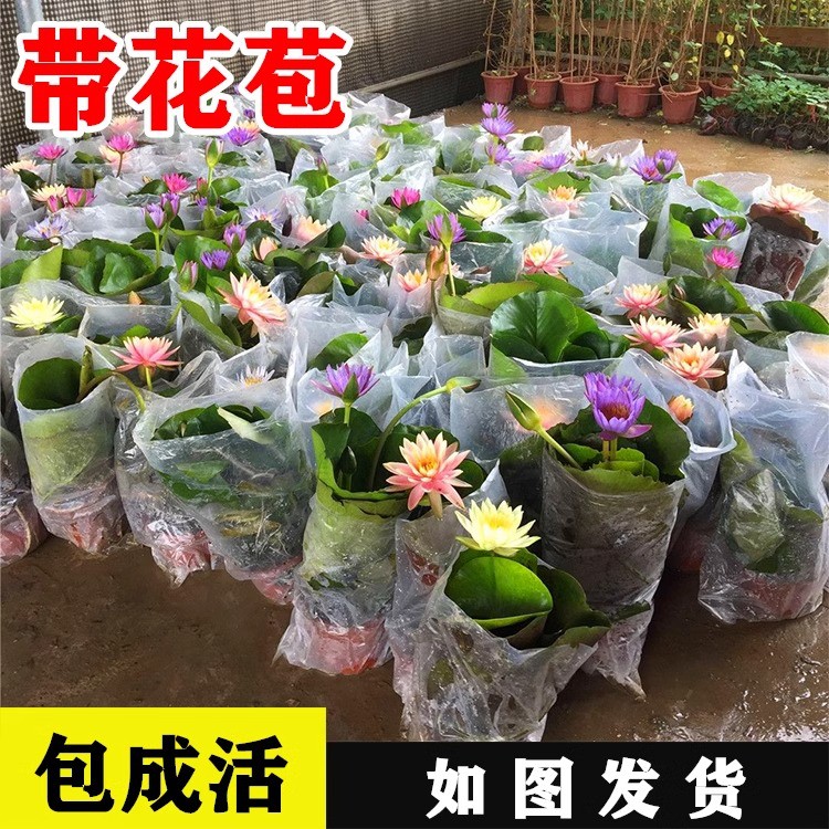 睡莲水培植物带花苞四季常青荷花莲花盆栽阳台池塘花卉绿植室内花