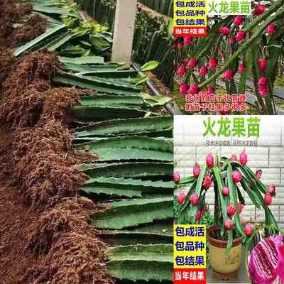 红心火龙果苗盆栽黄肉地栽庭院阳台南方北方种植果树苗当年结果