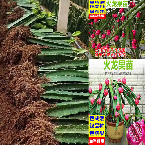 红心火龙果苗盆栽黄肉地栽庭院阳台南方北方种植果树苗当年结果