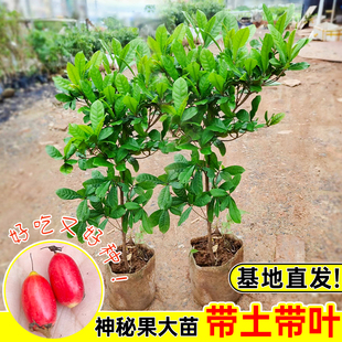 正宗神秘果树苗盆栽地栽变味果酸变甜庭院南方北方四季种植营养杯