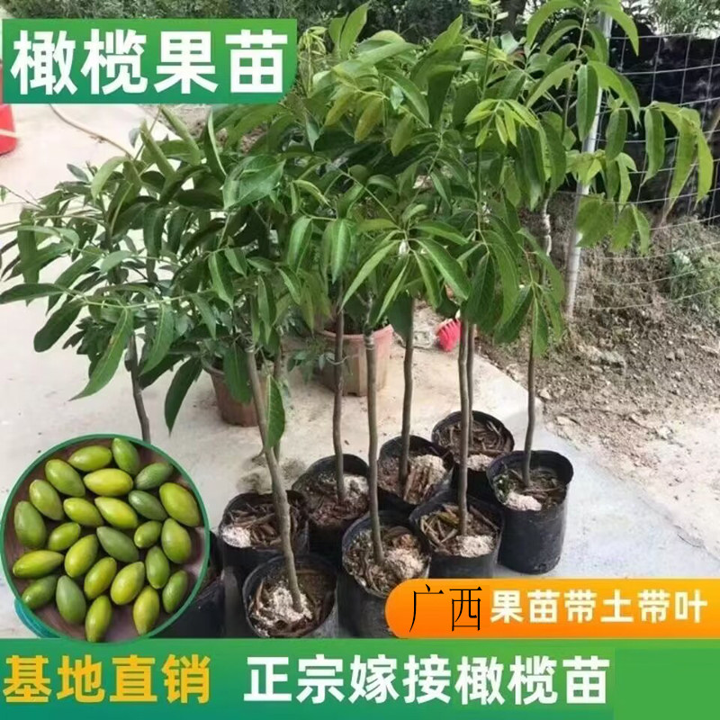 黑橄榄树苗工艺乌黑橄榄树常绿南北方阳台庭院种植嫁接苗当年结果图片