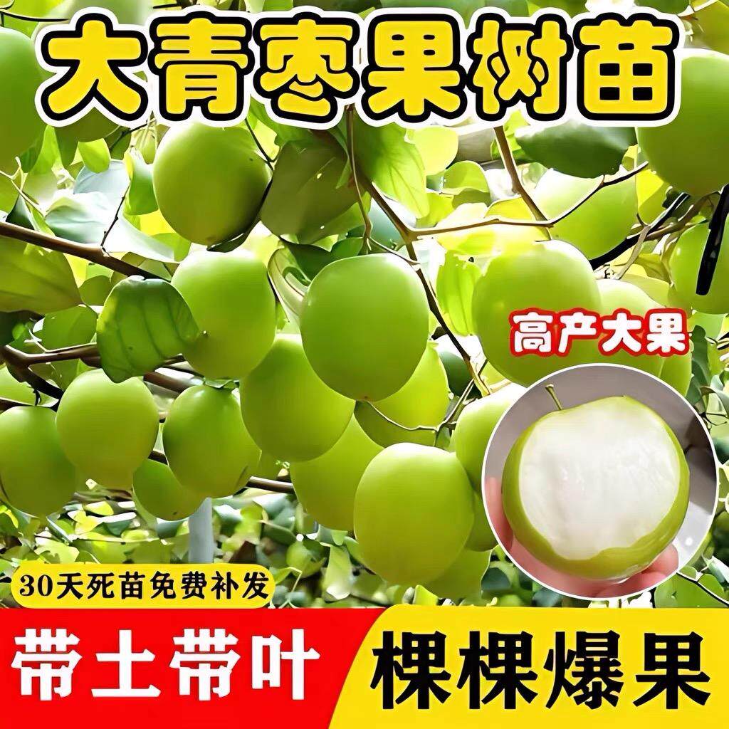 大青枣苗台湾大青枣苗树苗牛奶枣蜜丝枣嫁接苗甜脆枣子苗当年结果