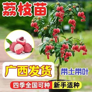 荔枝王树苗嫁接观音绿观音绿马贵荔枝苗果树苗树当年结果南方种植